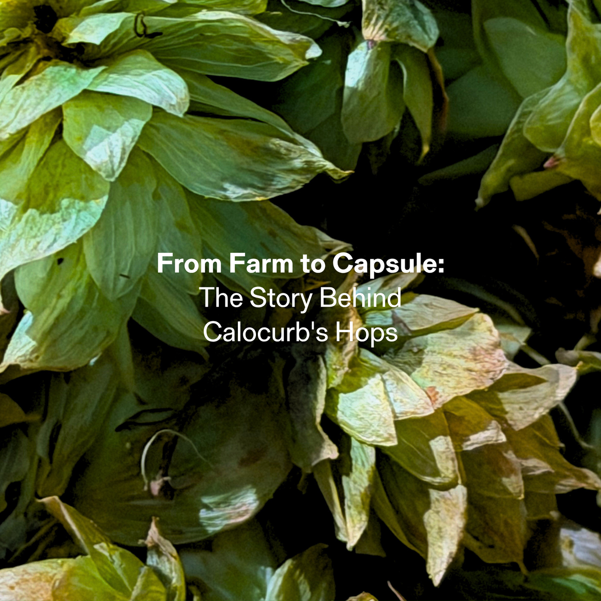 Calocurb Hops: Natural GLP-1 Appetite Support โ